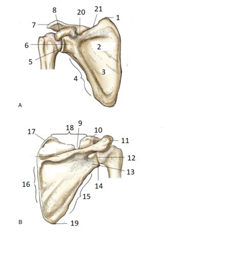 Shoulder Girdle Label Flashcards Quizlet