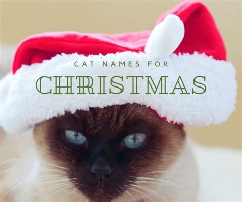 130+ Winter and Christmas Cat Names