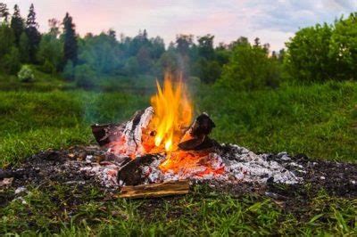 Как размножается иван-чай, размножение кипрея семенами и корнями