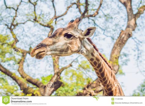 Giraffe Eating From A Tree In A Gorgeous Landscape In Africa Stock