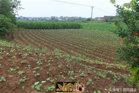 湖北宜昌：鄉村，田園美如畫，蔬菜綠油油，玉米抽穗開花！ 每日頭條