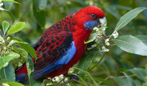 Birds can sniff out their own species - Australian Geographic