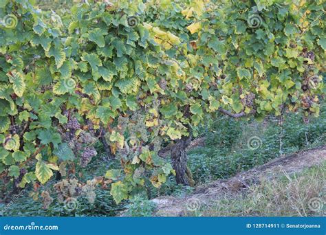 Purple Grapes in a Vineyard in Luxembourg Stock Image - Image of food ...