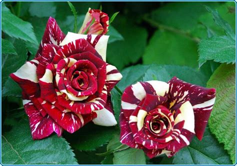 Самые красивые розы (фото)