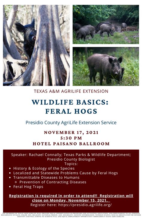 Wildlife Basics Feral Hog Program Presidio