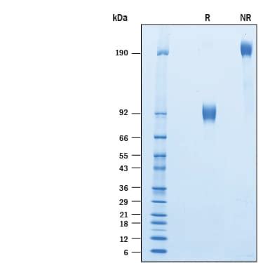 Recombinant Human SIRP Alpha CD172a Fc Biotin Protein CF BT4546B By