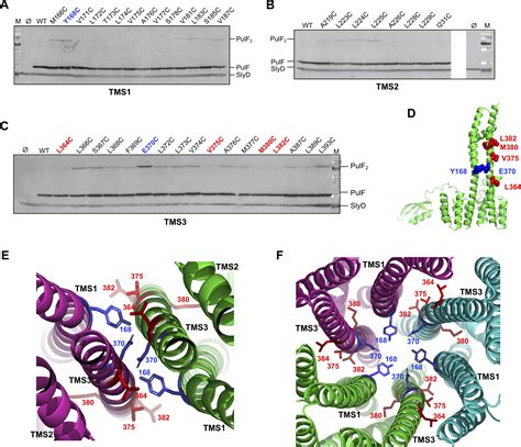 Membrane Platform Protein PulF Of The Klebsiella Type II Secretion