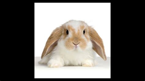 Bunni - YouTube