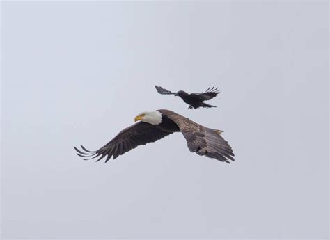 Once In A Lifetime Photos Show Fearless Crow Riding Bald Eagle Demilked