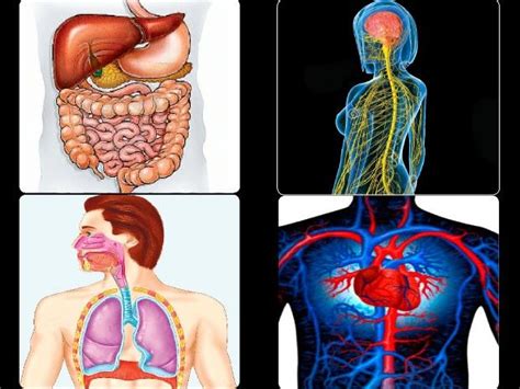 Como Funciona Nuestro Cuerpo 2 Sistemas Del Cuerpo Humano Sistemas