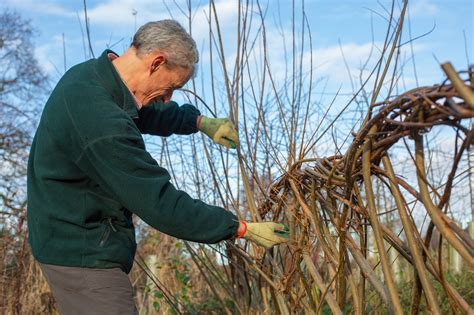 Laying A Willow Hedge Weaving Cumbria Wildlife Trust