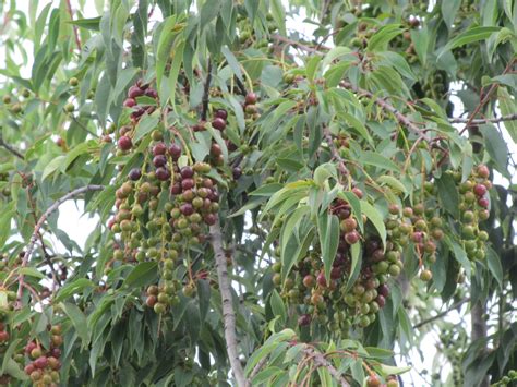 Capulines Fruit