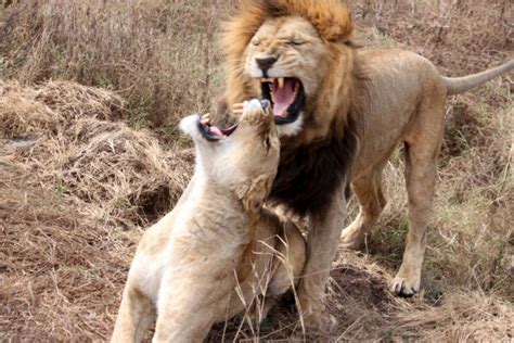 Lions roaring at each other - Photorator