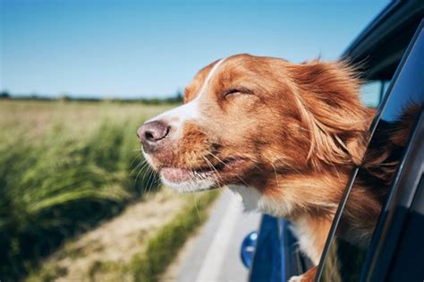 Consejos Para Viajar En Auto Con Tu Perro Bitcar Blog