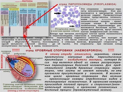 Протисты - презентация онлайн