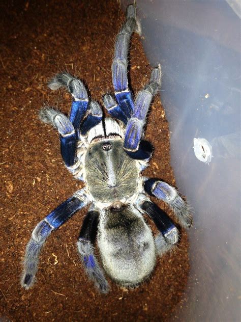 7 best images about Cobalt Blue Tarantula on Pinterest | To be ...