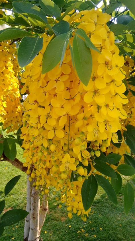 Golden Shower Amaltas Indian Laburnum Sonali Live Plants And Tree 1 5 2