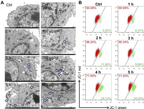 Lipid Nanoparticle Ln Treatment Disrupted Mitochondria Of Raw2647