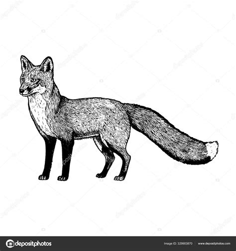 Hand Drawn Fox Vector Black White Sketch Stock Vector Image By ©airin