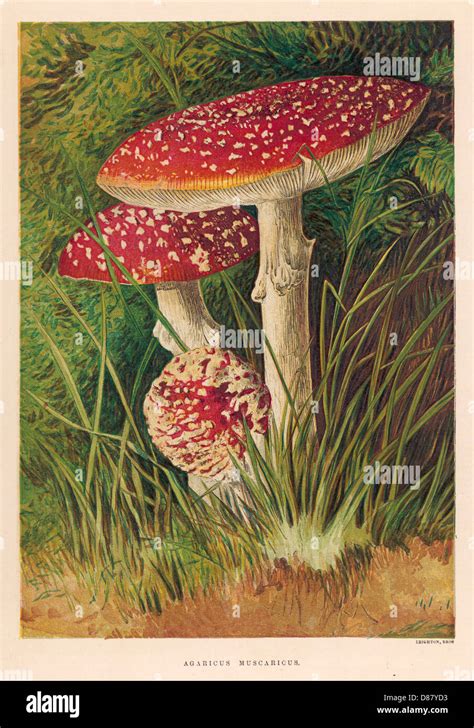 Funghi Agaricus Hi Res Stock Photography And Images Alamy