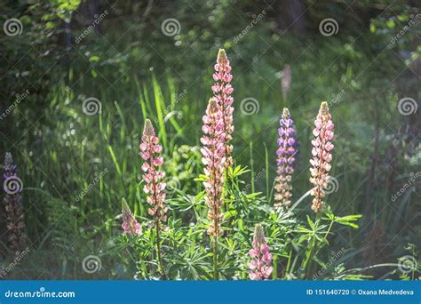 Een Gebied Van Lupines Met Roze Bloemen Purpere En Roze Lupine In De