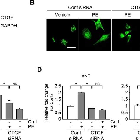 Cucurbitacin I Inhibits Ctgf Expression And Mapk Signaling In