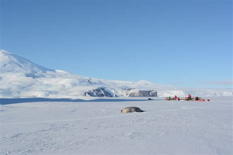 A Great Year for Weddell Seal Pups! - Weddell Seal Science