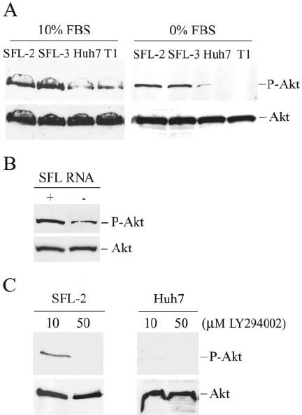 Activation Of Pi3k And Akt In Hcv Replicon Cell Lines A Hcv Replicon