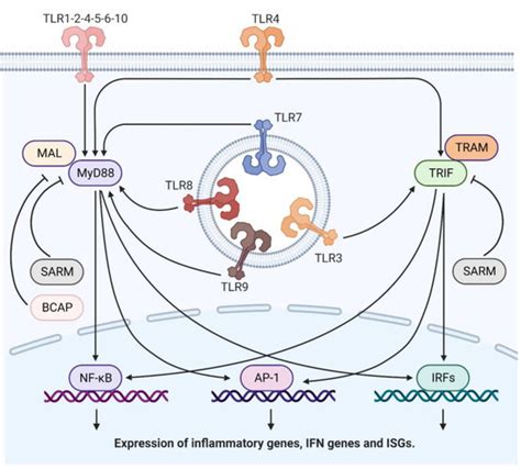 IJMS Free Full Text TLRs Innate Immune Sentries Against SARS CoV 2