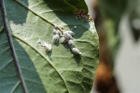 Adiós cochinilla algodonosa así debes usar aceite para combatir esta