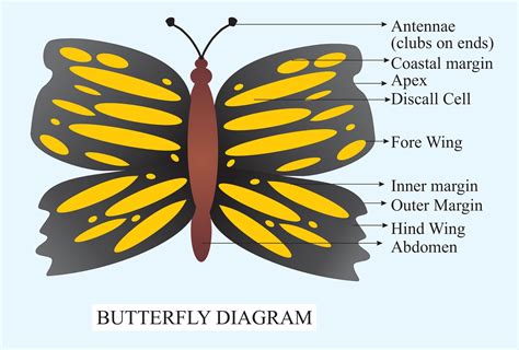 Labeled Insect Diagram