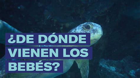 De dónde vienen los bebés YouTube