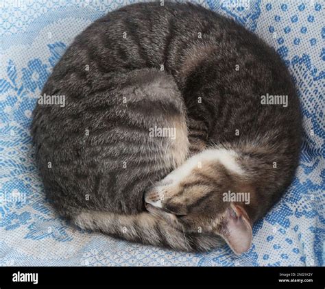 Cat Sleeping Curled Up Top View Stock Photo Alamy