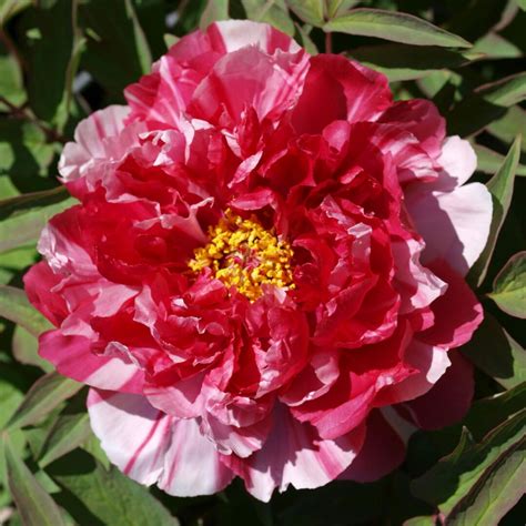 Paeonia Shima Nishiki Peonia Arbustiva Vendita Piante Online