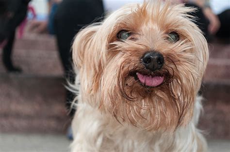 Caída del pelo del perro Causas síntomas y tratamiento