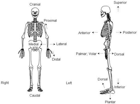 Standard Anatomical Position Diagram Right Left Medial Lateral