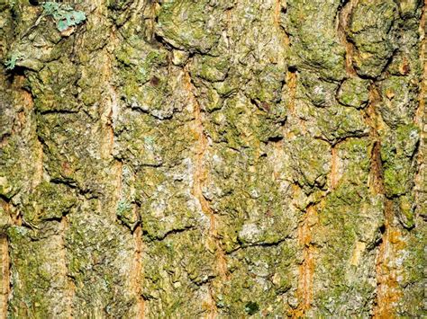 Detail Texture Of Tree Bark As A Background Stock Image Image Of