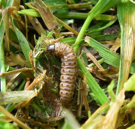 Army worms attack crops in Tharaka Nithi