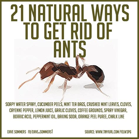 Our Journey Of Completion Body Heart Soul NATURAL WAYS TO GET RID OF ANTS