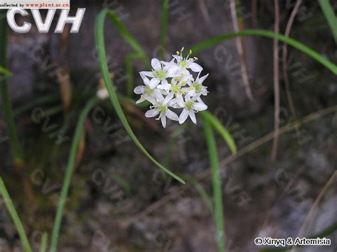 野韭Allium ramosum Linn 植物图片库 植物通