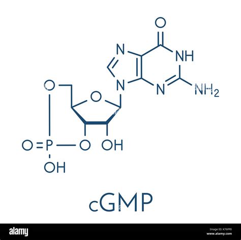 Cyclic Guanosine Monophosphate CGMP Molecule Important Second