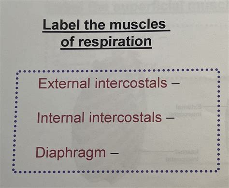 J Function Of Muscles Of Respiration Diagram Quizlet