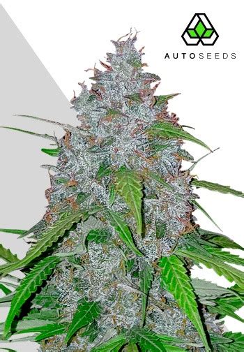 White Widow Autoflower Seeds Auto Seeds Classics