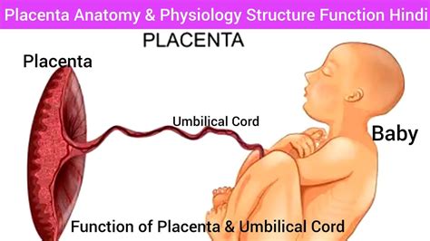 Intro Placenta Anatomy Structure Function Location Hindi