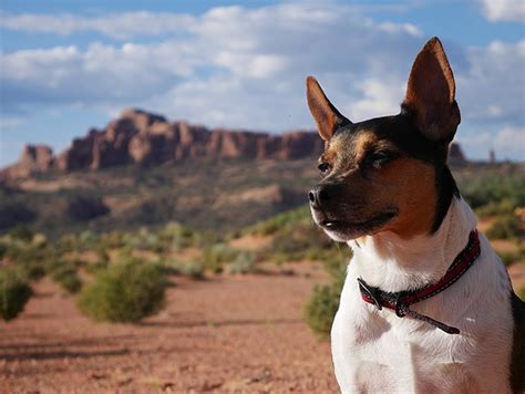 Rat Terrier Wikiwand