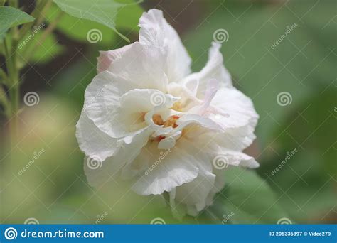 A Hibiscus Mutabilis Flower At The Garden Stock Image Image Of Annual