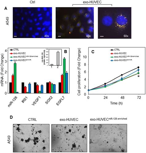 Exosomal Transfer Of Mir 126 From Endothelial Cells Inhibits Cell Download Scientific Diagram