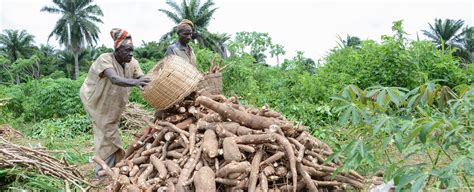 Cassava Matters Empowering People