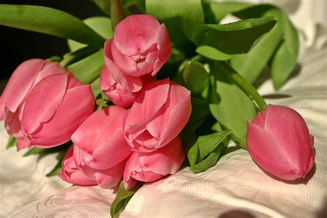 Free Images Blossom Petal Bloom Color Pink Flora Tulip Bouquet