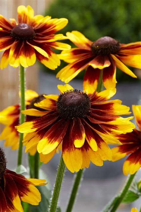 Rudbekia Rudbeckia Sunbeckia Alicia Sadzonka Oficjalne